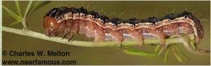 armyworm 