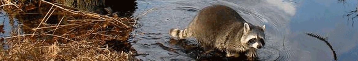 raccoon swimming